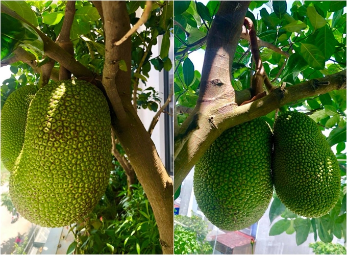 Cây mít Thái được vợ chồng nam ca sĩ trồng và chăm bón đã được 1,5 năm. Cây cao khoảng hơn 2m, không quá lớn nhưng năm nay đã cho 3 trái lớn. 