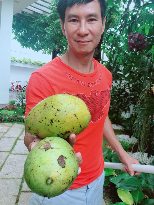 Gia đình Lý Hải thu hoạch hơn chục quả xoài, quả nào cũng nặng chừng 7-8 lạng.    