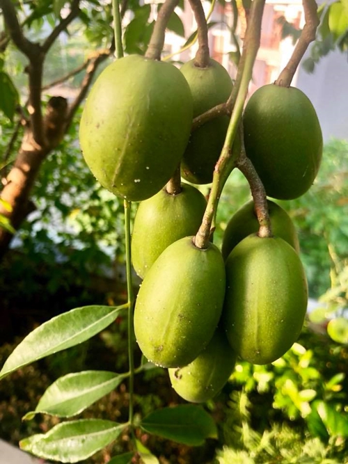 Cây cóc Thái thân mảnh khảnh nhưng mỗi đợt đậu trái tới mấy chục quả.    