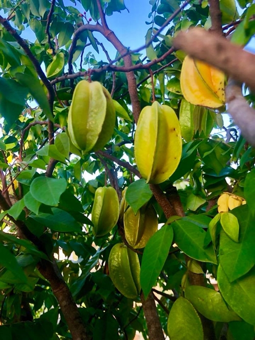 Minh Hà thường hái khế chua trong vườn làm nước ép cho các bé uống giải nhiệt. Cô chia sẻ, thức uống này giúp bổ phổi, tăng sức đề kháng và ngăn ngừa táo bón cho trẻ.    