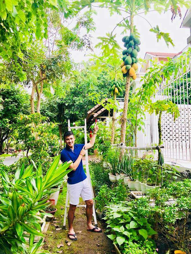 Công Vinh mới khoe buổi thu hoạch đu đủ trồng trong vườn nhà khiến fan phát thèm.    