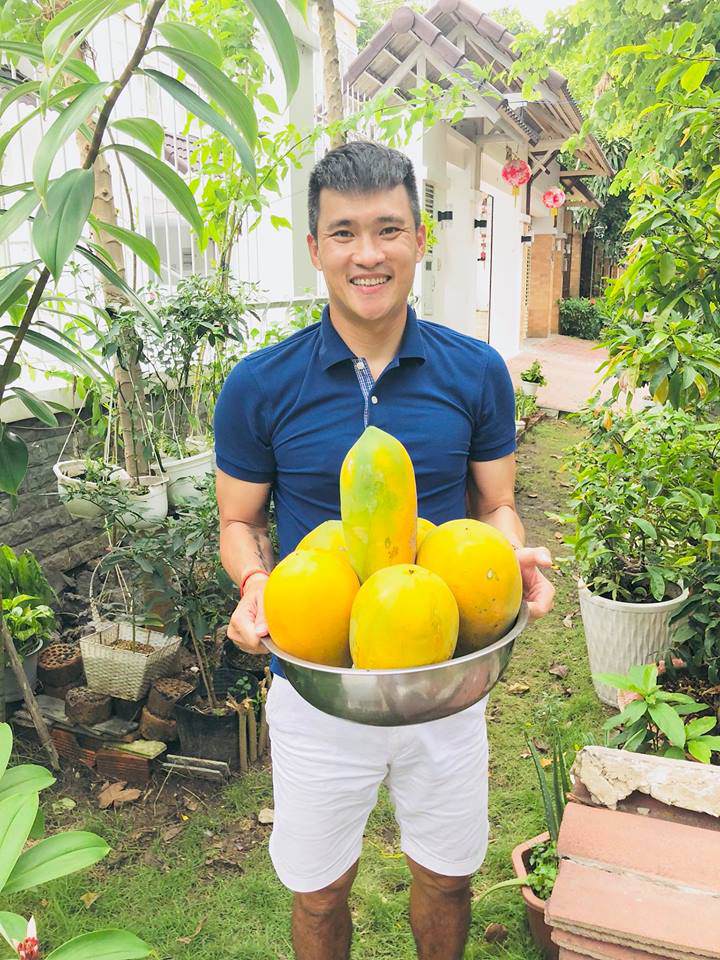 2 cây đu đủ do vợ chồng anh tự trồng cho trái rất sai, quả chín vàng ươm, một lần hái được đến 6 quả to.    