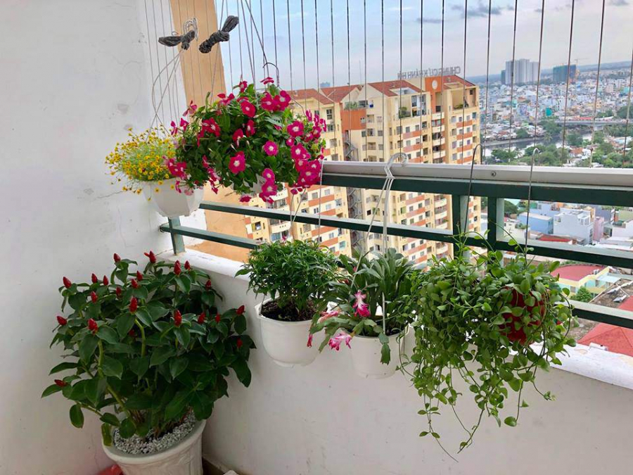 Góc ban công nhỏ được người đẹp gốc Bắc Ninh trồng thêm hoa và cây cảnh, chuẩn bị cả thùng xốp để trồng dâu tây. Cô chưa có ý định trồng thêm rau xanh vì ban công còn để phơi đồ, 