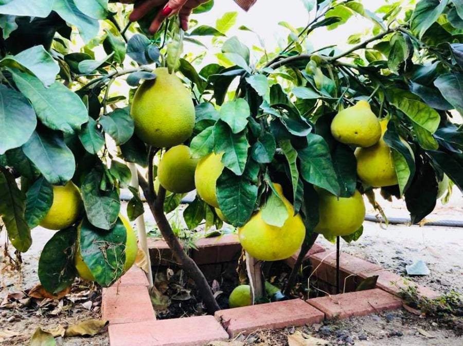 Cây bưởi tuy còn nhỏ nhưng quả đã ra đầy gốc khiến nhiều người phải hỏi lại Bằng Kiều xem có... gắn quả vào không?    
