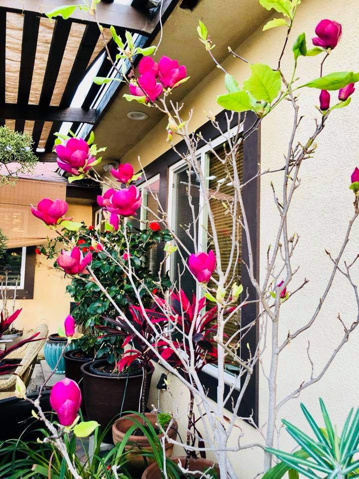 Các loại hoa đẹp cũng không hề vắng bóng trong khuôn viên tổ ấm của Bằng Kiều. Cây mộc lan hoa màu hồng đang nở rộ rất đẹp.    