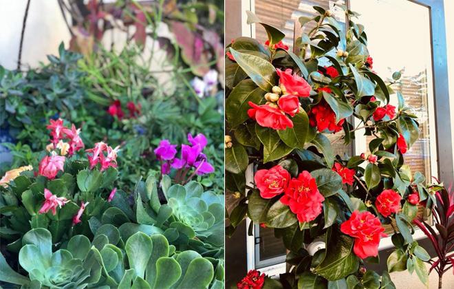Các loại lan, hồng, sen đá đua nhau nở hoa, khoe sắc. Nhìn thôi cũng đủ thấy Bằng Kiều 