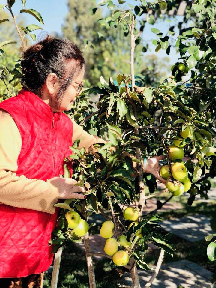 Nam ca sĩ từng tự hào khoe với mọi người trái mãng cầu rất to do chính tay mẹ trồng: 