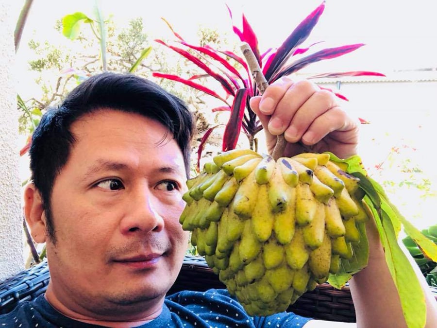 Cây mãng cầu do chính tay mẹ của Bằng Kiều trồng cho trái rất to khiến anh thích thú.    