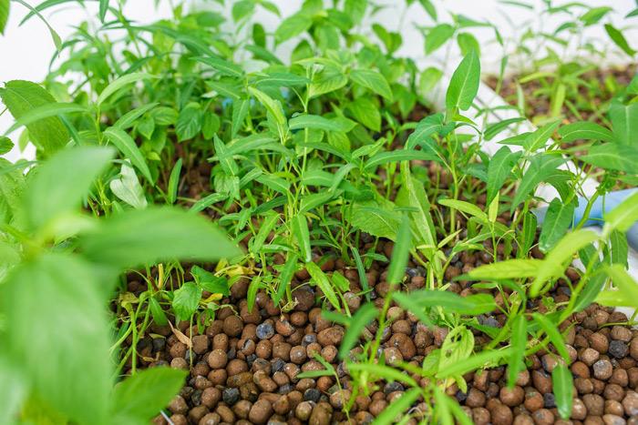 Rau muống được trồng trong khay với giá thể là những viên sỏi nhẹ (viên đất nung) có nhiều ưu điểm như giữ nước, giữ dinh dưỡng tốt, chống ngập úng, thoáng khí, vô trùng,...    