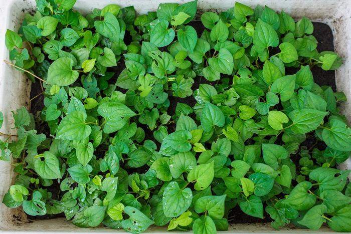 Rau diếp cá lên xanh tốt.    