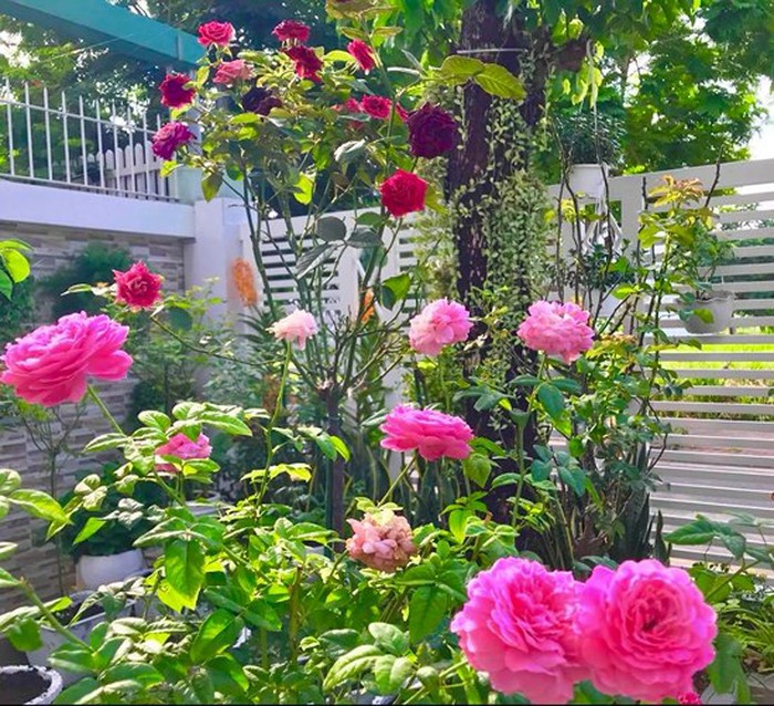 Bên ngoài là khu vườn trồng rất nhiều hoa hồng.    