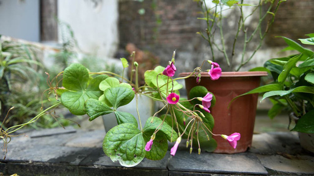 Những bông hoa nhỏ li ti trong vườn nhà.  