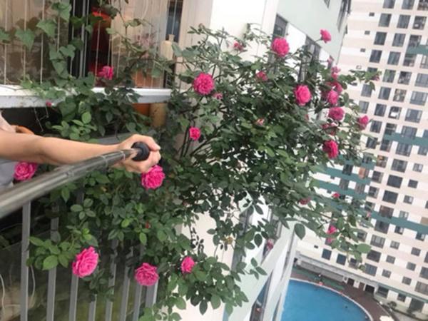 Cây hoa hồng chị Thúy mới trồng 1 năm.