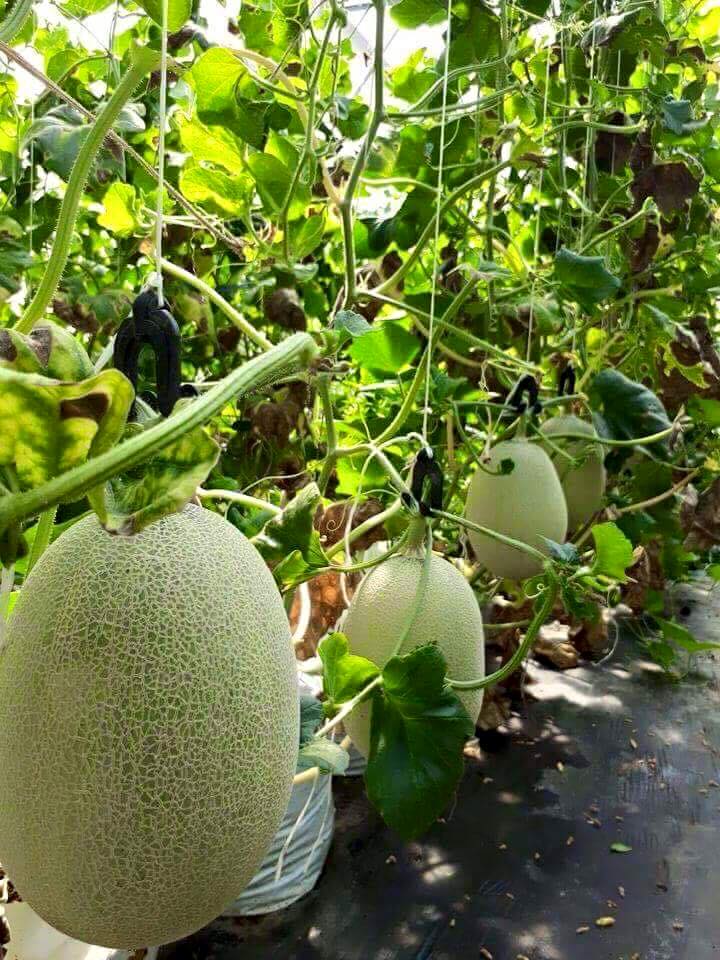 Vườn dưa mật hoa được anh Thuyên trồng theo phương pháp bán thủy canh, cho quả sai trái, chất lượng ngon không kém dưa được bày bán trong cửa hàng.  