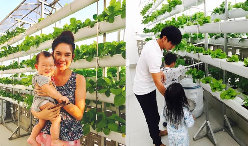 Không gian vườn không lớn nhưng vợ chồng nam ca sĩ đã khéo léo tận dụng nhiều góc sân vườn để trồng các loại cây ăn quả như xoài, lựu, khế, ổi, cóc,... thậm chí cả mít Thái.    