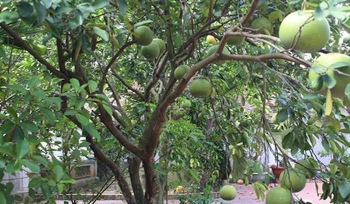Căn nhà vườn có nhiều cây trái xum xuê.  