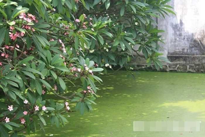Căn nhà còn có một chiếc ao khá rộng để tạo không khí thoáng đãng, mát mẻ.  