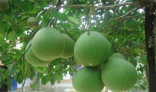00000 tang thanh ha