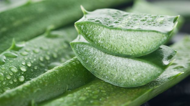aloe-vera-625_625x350_71443086188