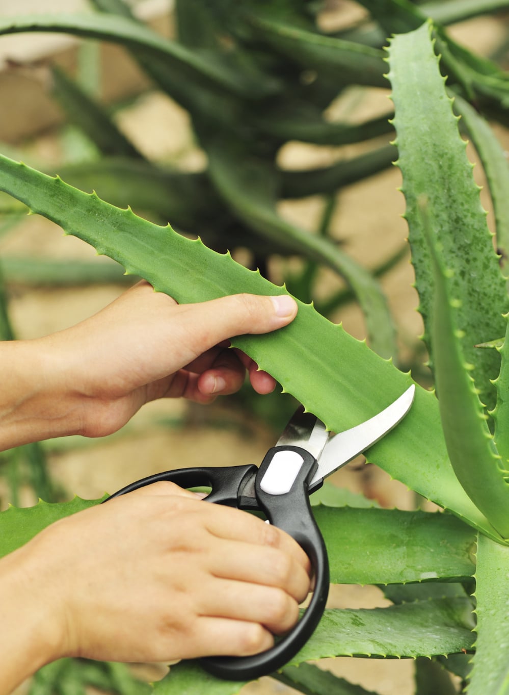 aloe-harvest