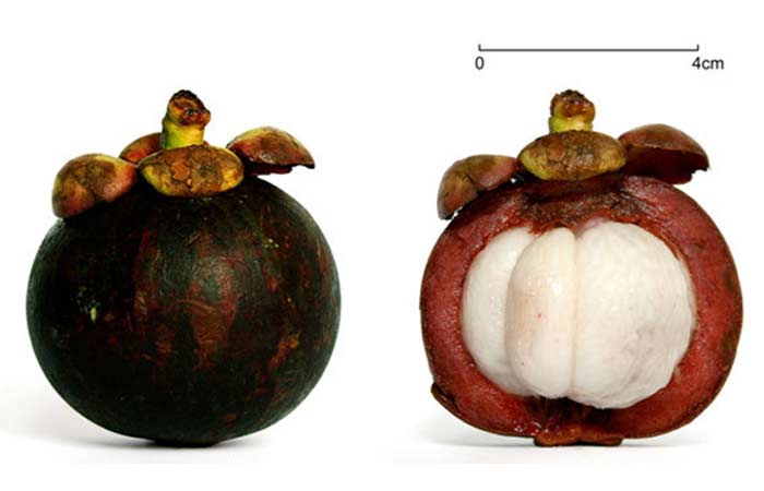 Mangosteen1