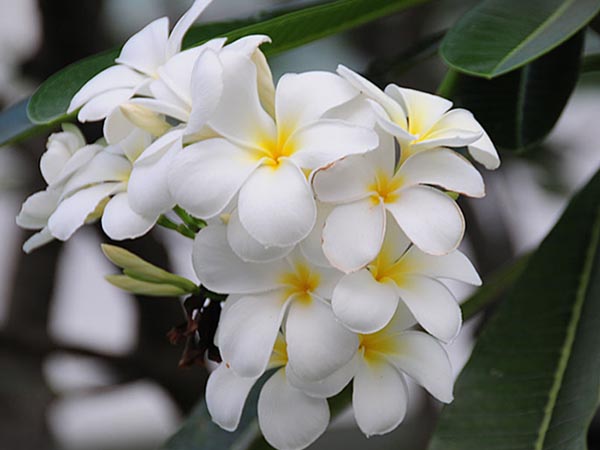 su-dai-trang