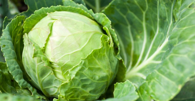 Cabbage800x416