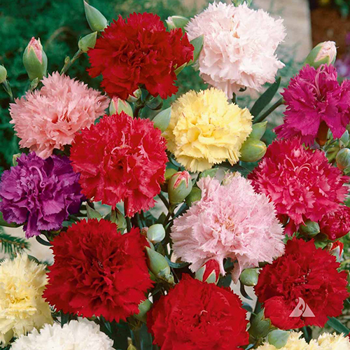 hat-giong-hoa-cam-chuong-kep-xu-dianthus-caryophyllus-mixed
