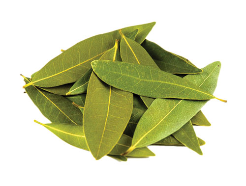 23-Nguyet-que_Bay-leaf