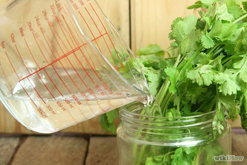 1442479123-670px-store-cilantro-step-6