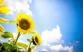 images (3)