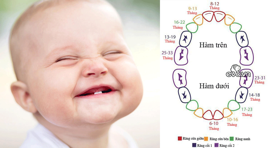 Lịch mọc răng và thứ tự thay răng sữa được bác sĩ nhi khoa chia sẻ, các mẹ nhớ lưu lại nhé