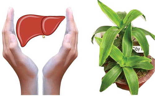 2 bài thuốc chữa bệnh viêm gan, xơ gan cực kỳ hiệu quả từ cây lược vàng mang lại công dụng tức thì