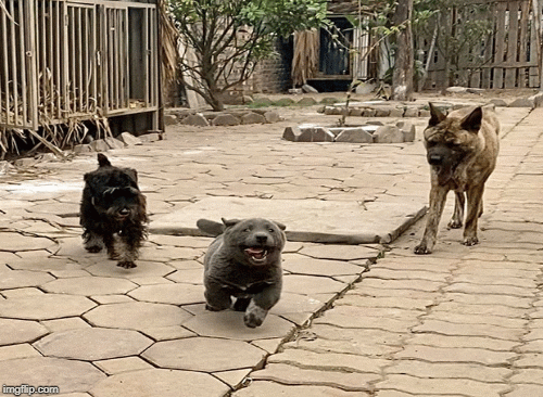 Chú chó tên Dúi lại 'gây sốt' trên mạng xã hội với màn giả chết để tẩu thoát khỏi đồng bọn
