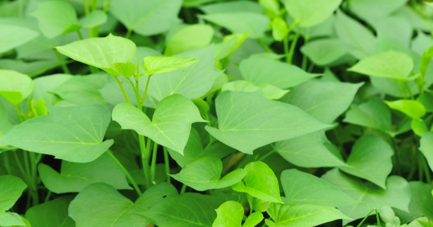 Ăn rau khoai lang giúp tăng cường thị lực, lợi mật, chữa vàng da, tốt cho tiêu hóa...