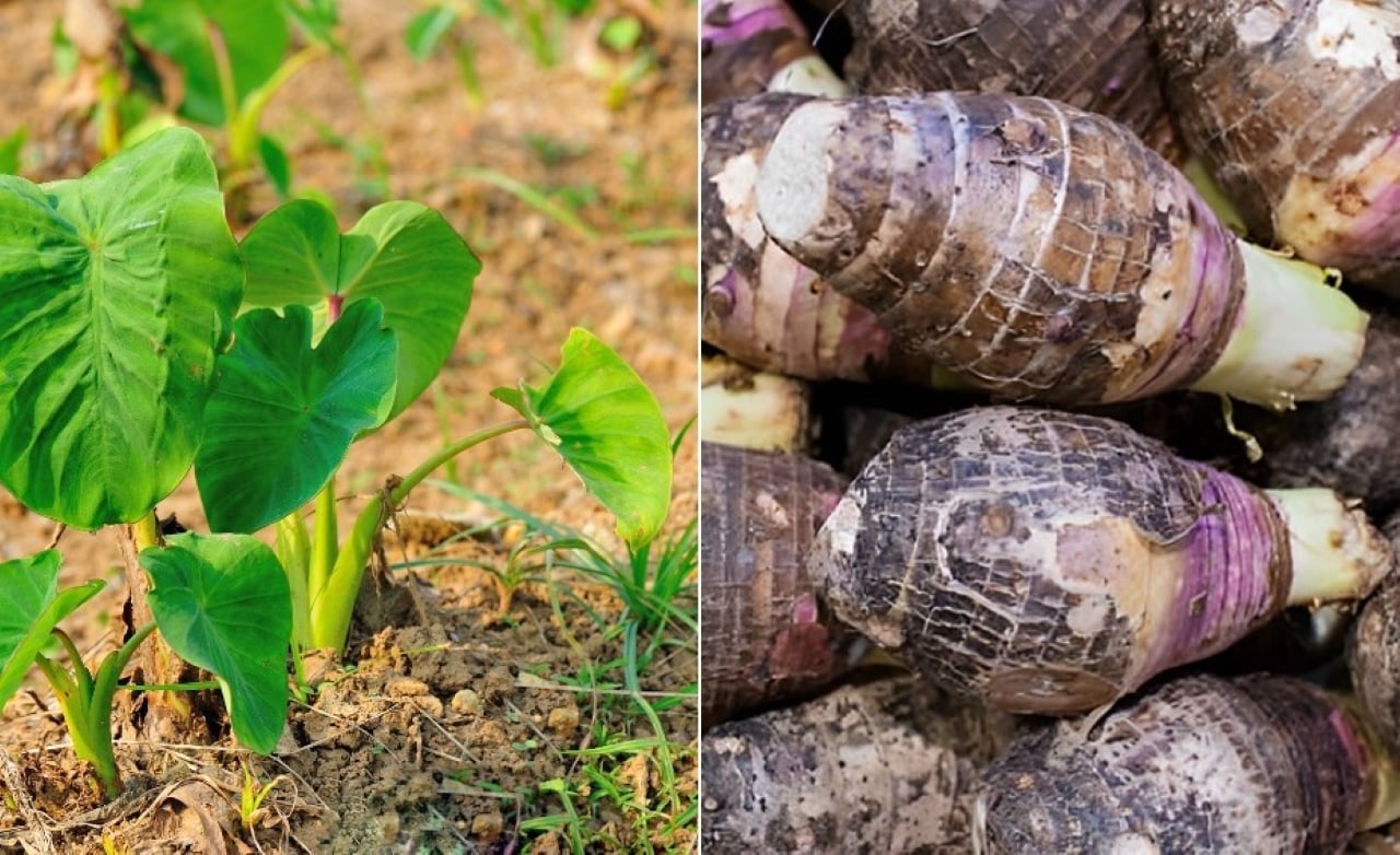 Những ruộng trồng khoai môn tốt um ở huyện Lấp Vò, tỉnh Đồng Tháp. Cây khoai môn trồng ven dòng sông Tiền, ra la liệt củ, củ cái nông dân bán giá 23.000-25.000 đồng/kg.