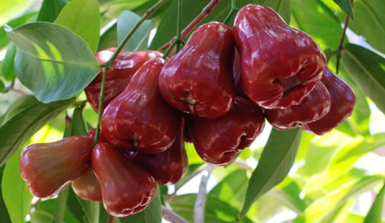 Cây roi thường ra rất nhiều quả