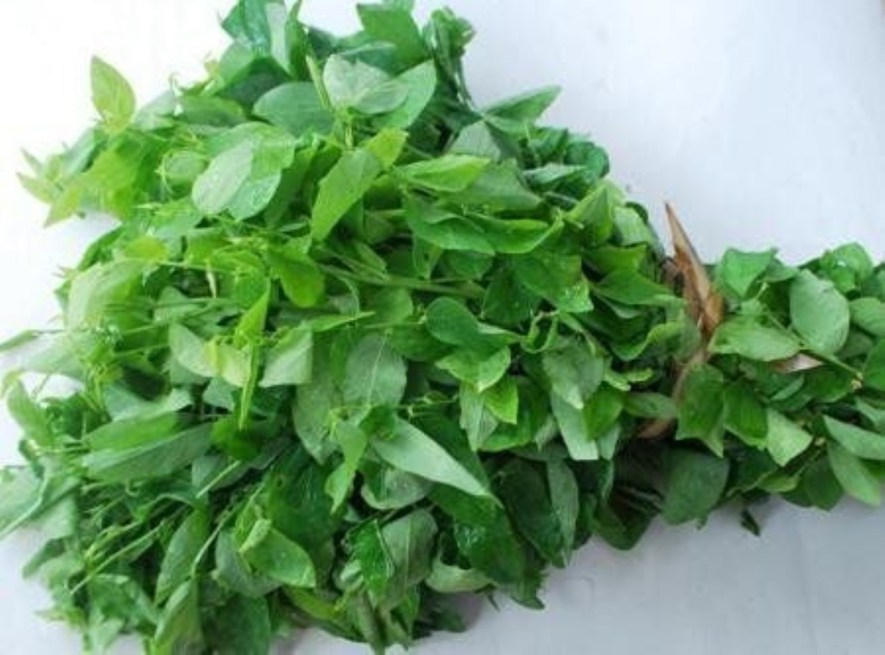 Rau ngót giúp thanh lọc Sh88bet đăng ký miễn phí và tăng cường miễn dịch