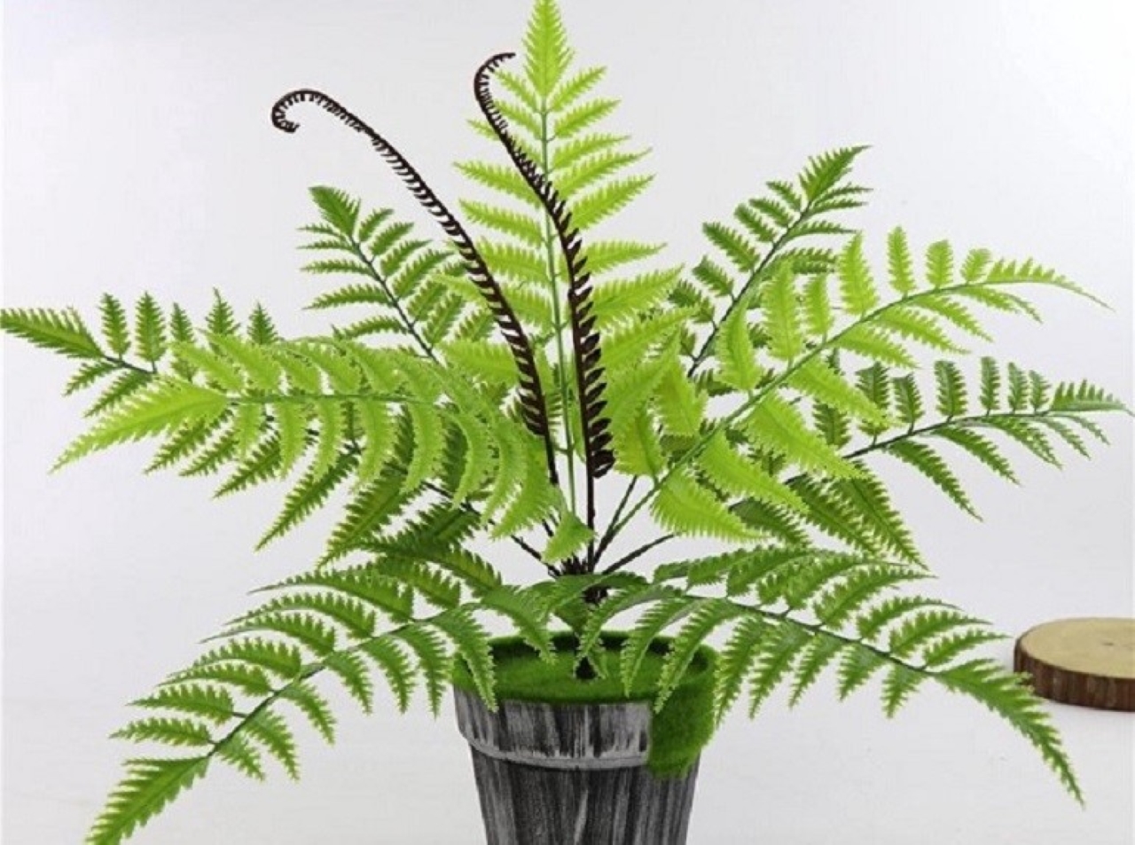 Cây dương xỉ được mệnh danh là “máy lọc không khí” trong nhà.    