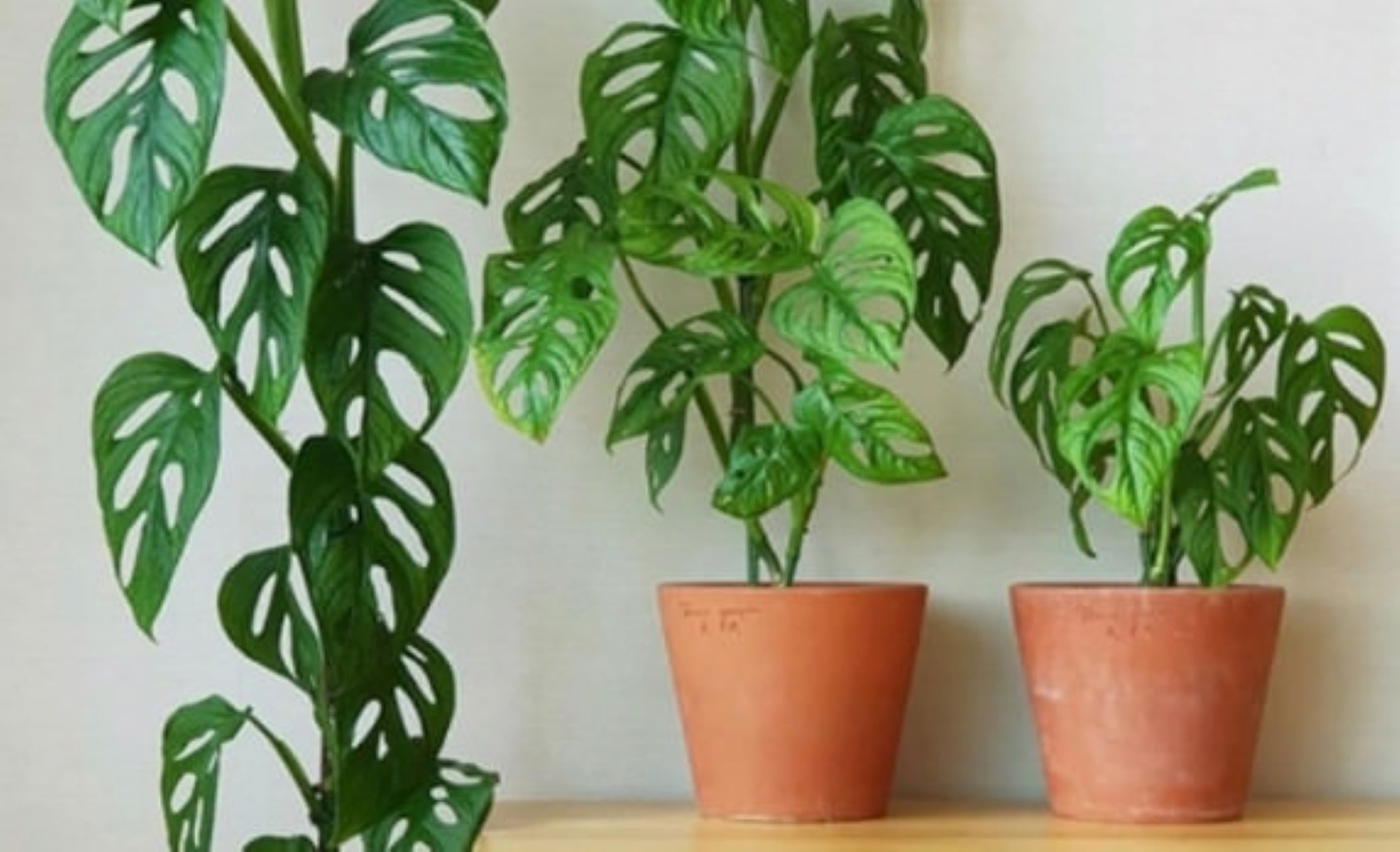 Cây trầu bà lỗ