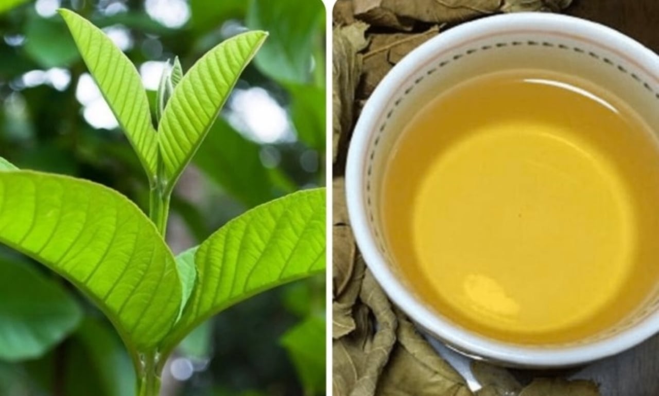 Lá ổi chứa nhiều thành phần dinh dưỡng quan trọng có lợi cho sức khỏe. 
