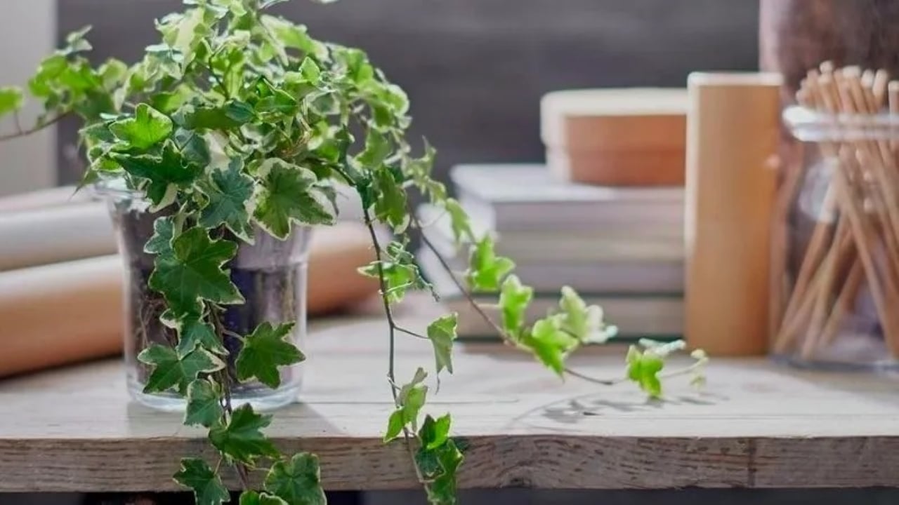 Trồng cây thường xuân trong nhà giúp tạo ra một không gian sống trong lành, mát mẻ, dễ chịu và thư thái hơn. 