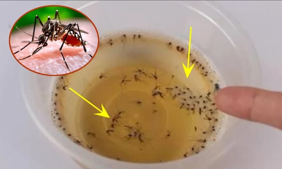 Chỉ sau 5 – 10 phút, hương thơm tự nhiên sẽ lan tỏa, khiến muỗi tránh xa, bạn có thể ngủ yên giấc cả đêm mà không cần mắc màn.