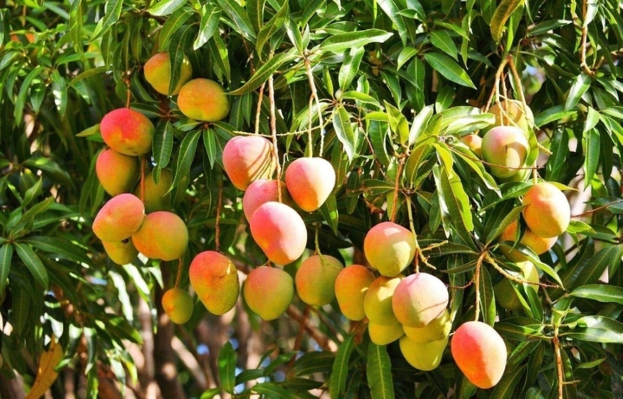 Trồng cây xoài trước nhà là tốt, vì nó vừa mang lại lợi ích thiết thực như tạo bóng mát, thanh lọc không khí, cung cấp trái cây sạch, vừa mang ý nghĩa phong thủy tốt đẹp về sự sung túc và tài lộc. (Ảnh minh họa)
