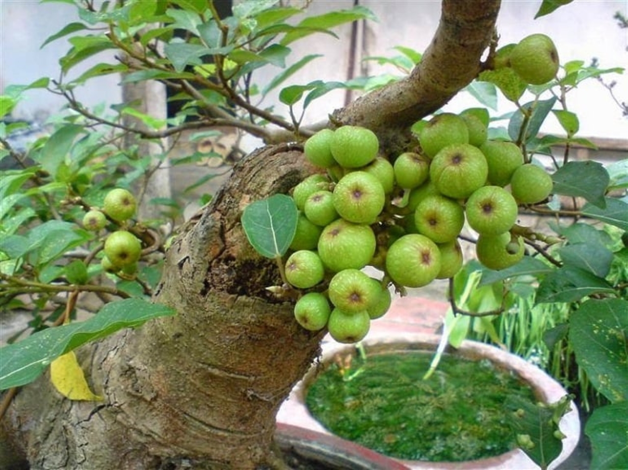Cây sung cảnh