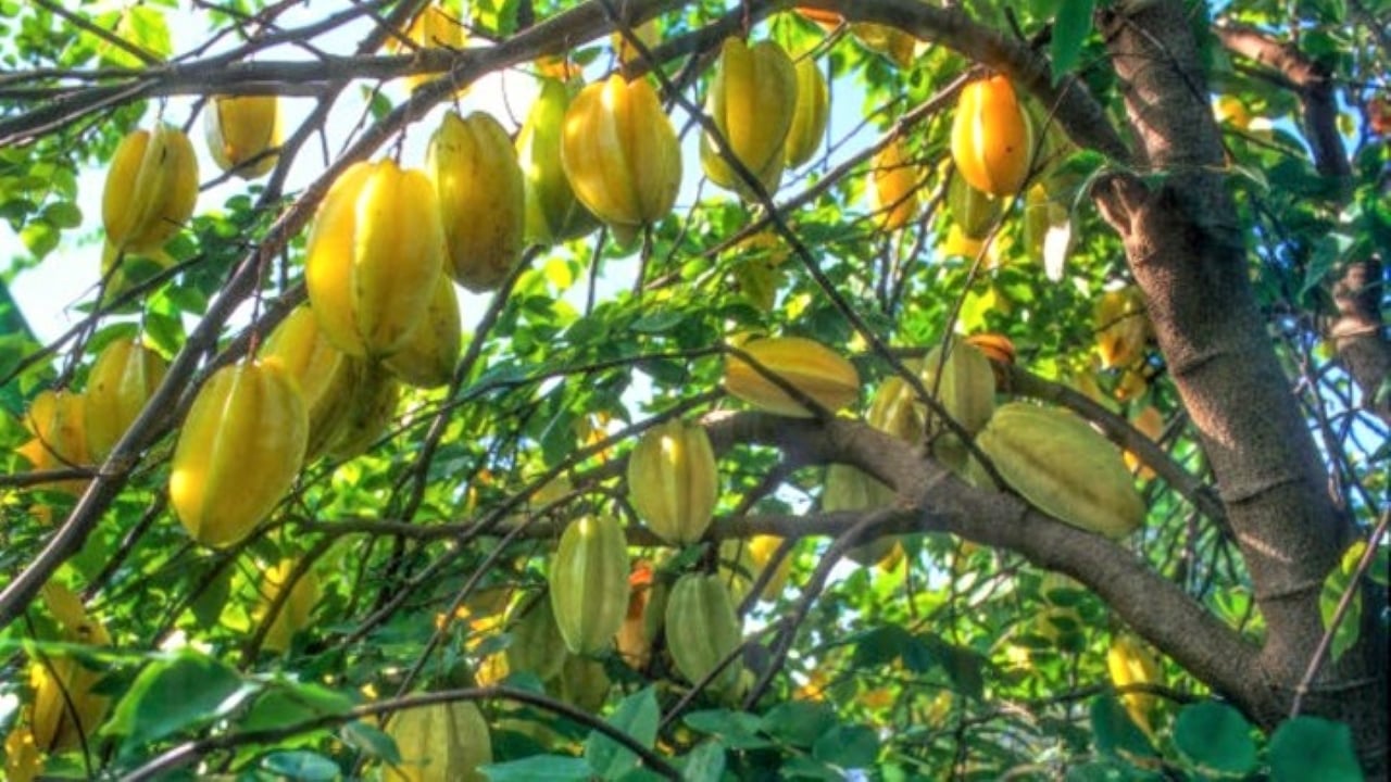 cây khế mang ý nghĩa may mắn, tài lộc. 