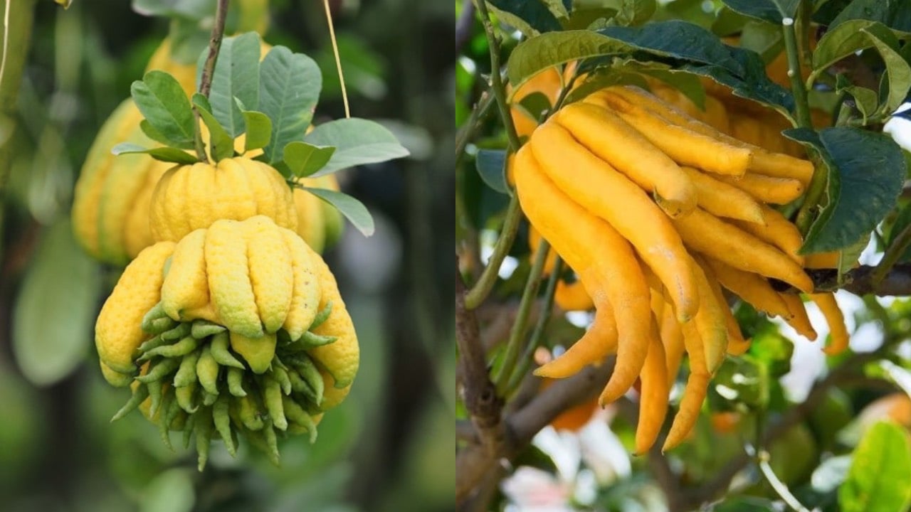 Cây phật thủ có ý nghĩa tốt trong phong thủy, là một loại cây cảnh thích hợp để bày trong nhà vào dịp Tết.