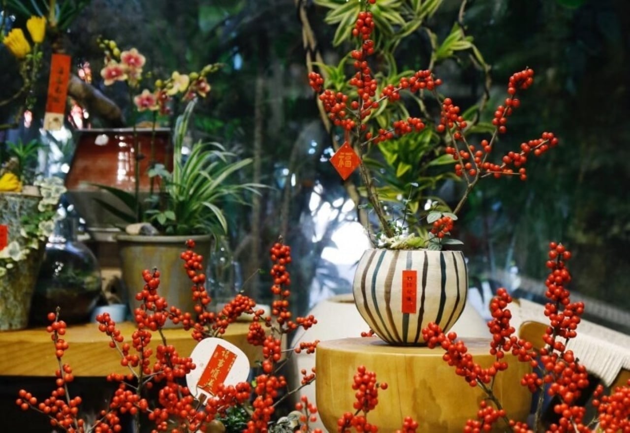 Cây đông đào mang ý nghĩa trường thọ, sức khỏe và phát tài. 