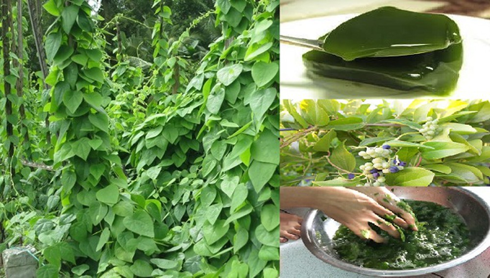 Thạch sương sâm là Shbet0099 cá cược trực tuyến được nhiều người ưa chuộng vào mùa hè nóng bức