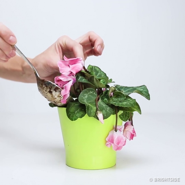 Múc từng muỗng quanh gốc cây.
